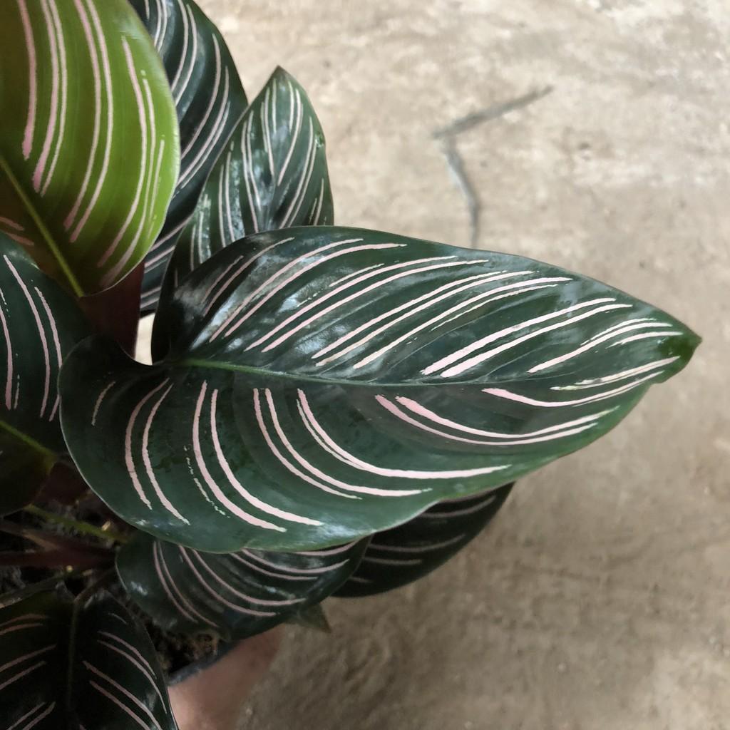 Cây đuôi công sọc, chiều cao cây 17-20cm, bụi cây to khỏe lá sọc cực đẹp dễ chăm sóc, thích hợp trang trí nội thất