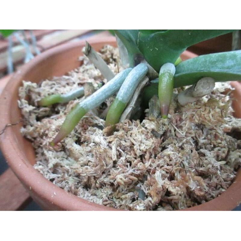 Gói 200g Rêu rừng Cao cấp trồng Lan