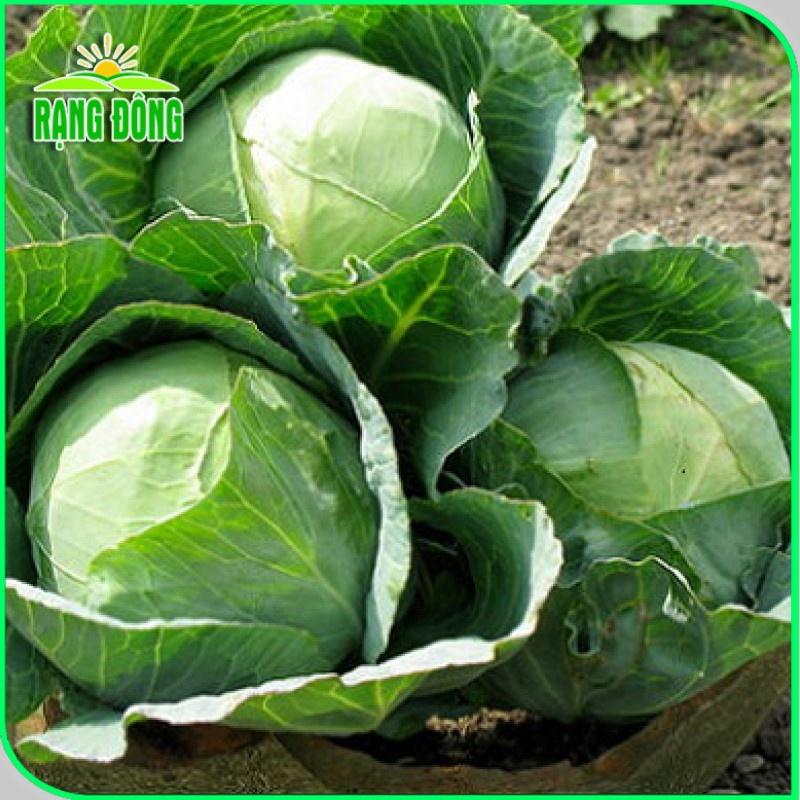 Hạt giống Bắp Cải - Bông Cải (Súp Lơ) sinh trưởng khỏe, phù hợp khí hậu nóng - Hạt giống Rạng Đông