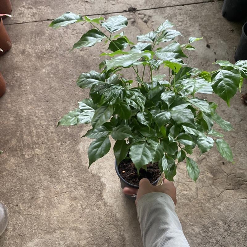 Cây hạnh phúc trồng phong thuỷ mini để bàn lá sum suê