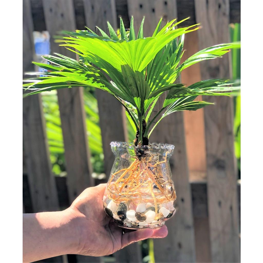 Chậu thủy tinh cây cọ Pháp thủy canh