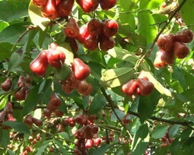 Cây mận An phước bầu to. Ra quả sớm