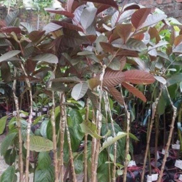 Sản phẩm ỔI TÍM MALAIXIA CHUẨN GIỐNG