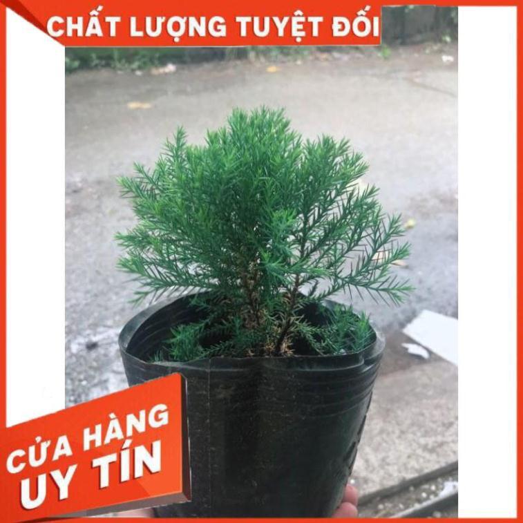 Tùng bồng lai và chậu sứ tráng men Nhiều Người Mua