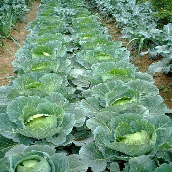 Hạt giống bắp cải xanh F1 chịu nhiệt giống ngắn ngày nảy mầm chuẩn