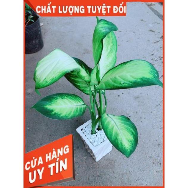 Chậu Vạn Niên Thanh