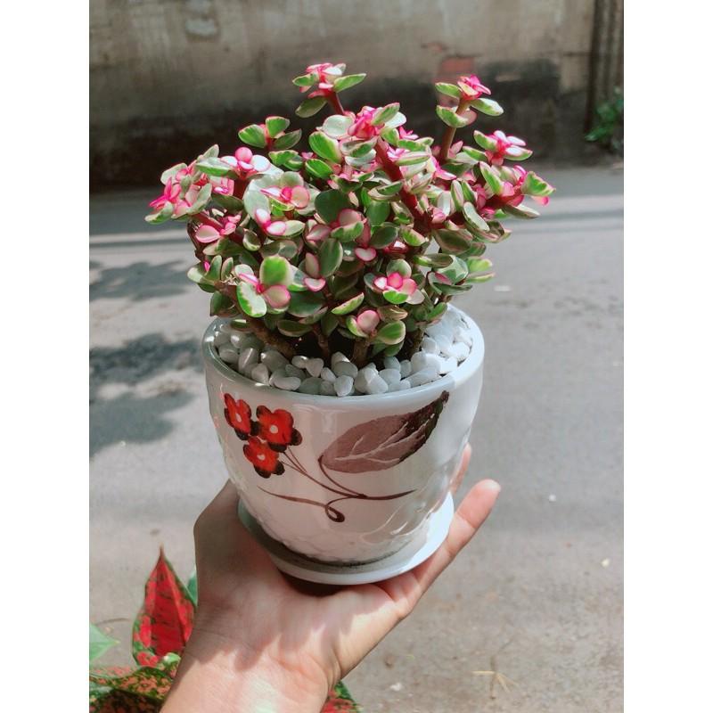 Chậu Cây Cành Vàng Lá Ngọc