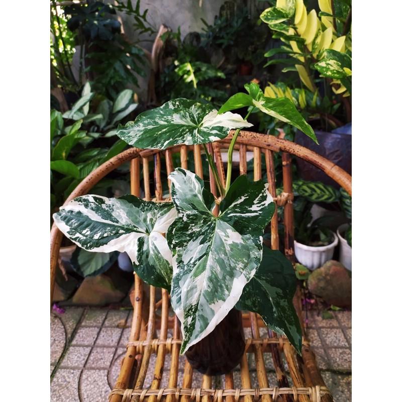 Cây syngonium albo var, trầu bà trắng