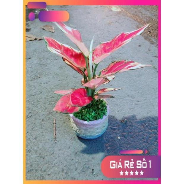 Chậu Vạn Lộc Hồng