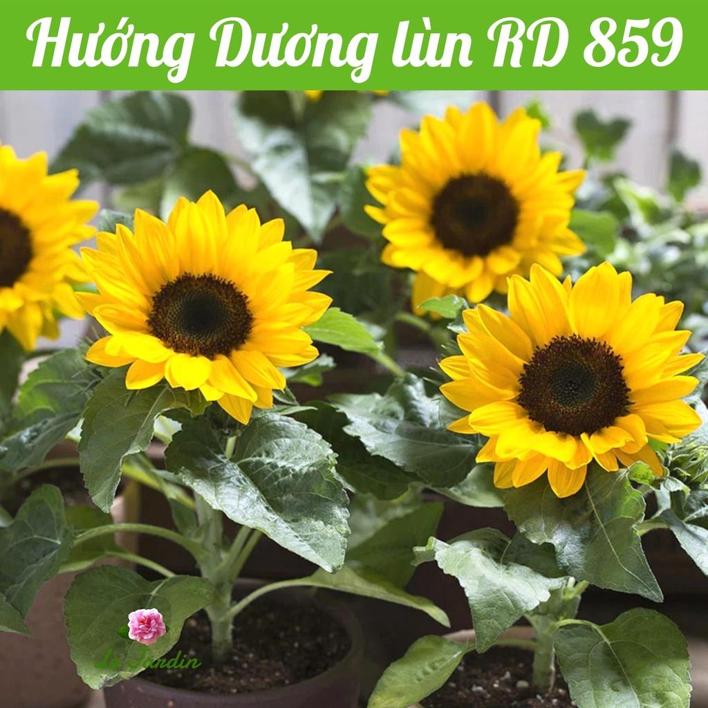 Hạt giống Hoa Hướng Dương Lùn RD 859 gói 10 hạt