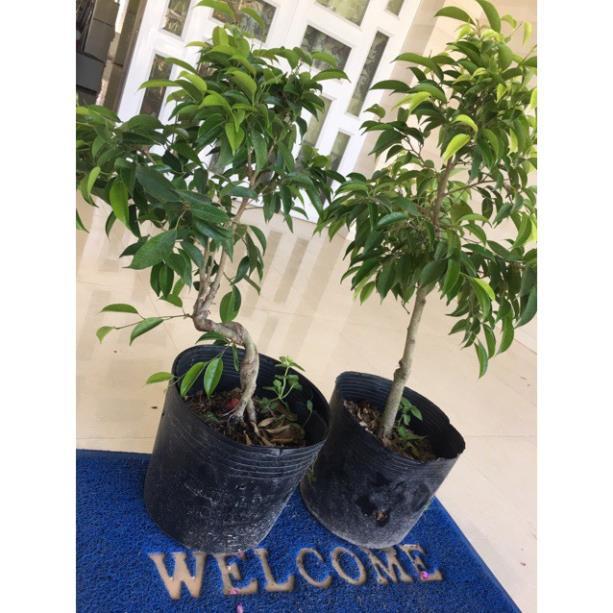 Cây xanh phong thuỷ