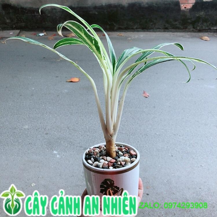 Chậu Cây Giữ Tiền