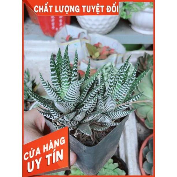 Chậu Móng Rồng