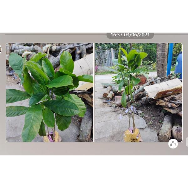 Giống Cây Dổi Nếp Rừng Lấy Gỗ, Lấy Hạt