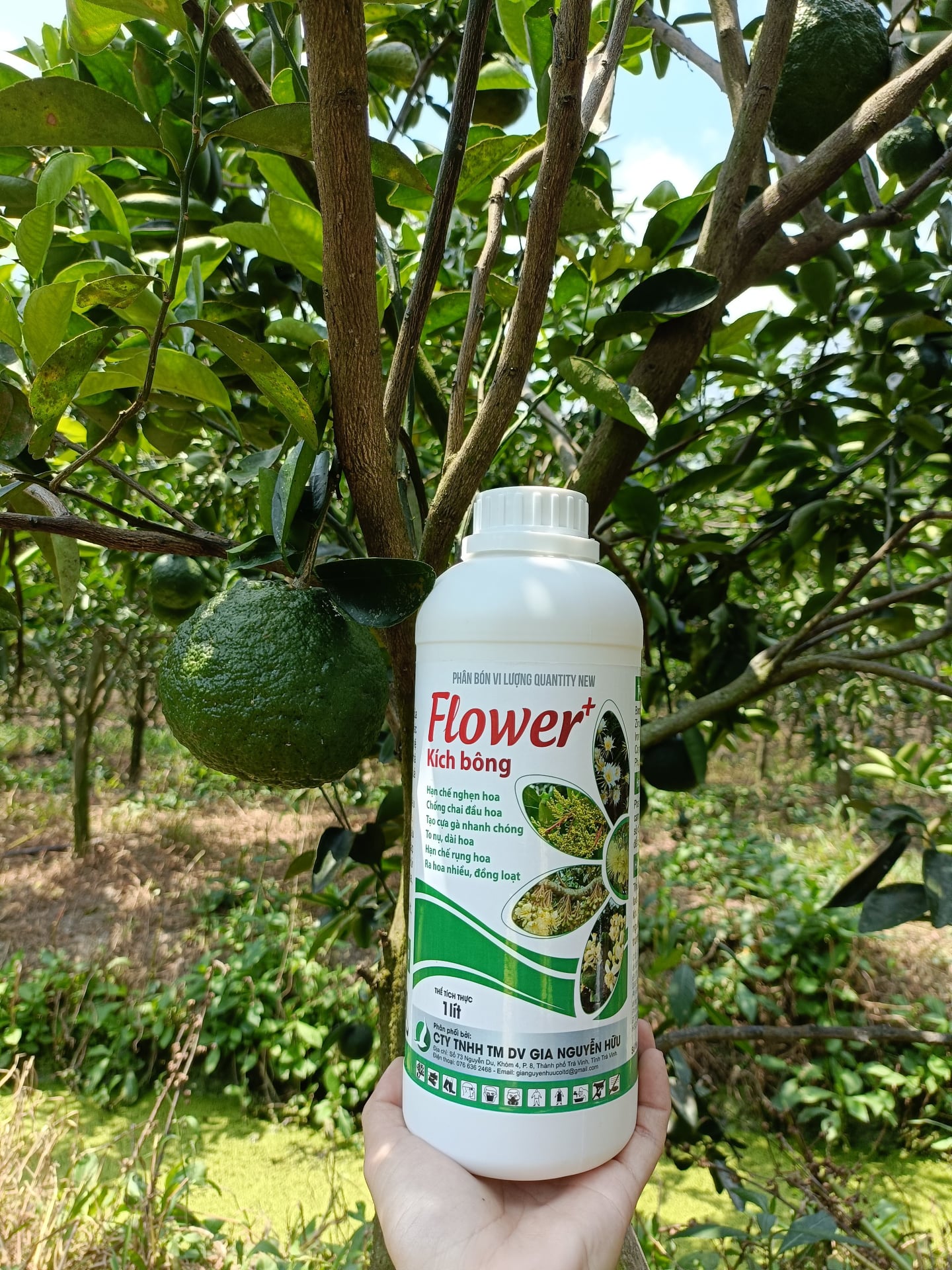 FLOWER THÚC RA HOA- Giúp cây trồng ra hoa nhanh, nhiều đồng loạt khoẻ, hạn chế rụng hoa