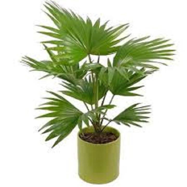 CÂY CỌ CẢNH SIÊU ĐẸP