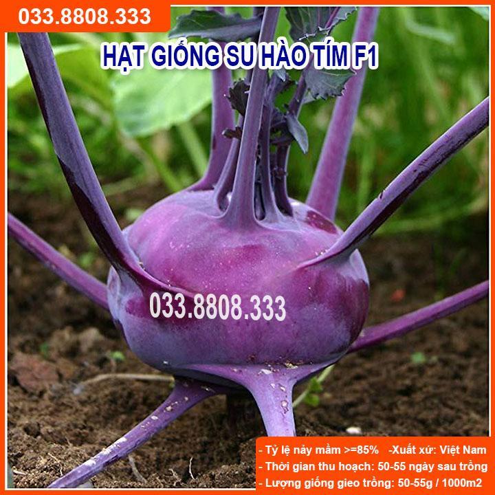 HẠT GIỐNG SU HÀO TÍM - NĂNG SUẤT CAO, NẢY MẦM TỐT