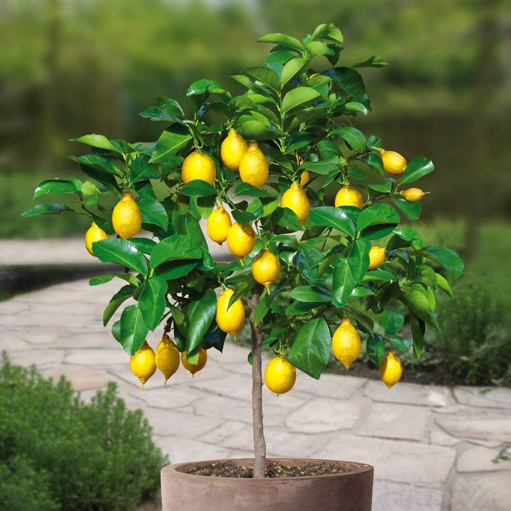 CÂY GIỐNG CHANH VÀNG TỨ QUÝ
