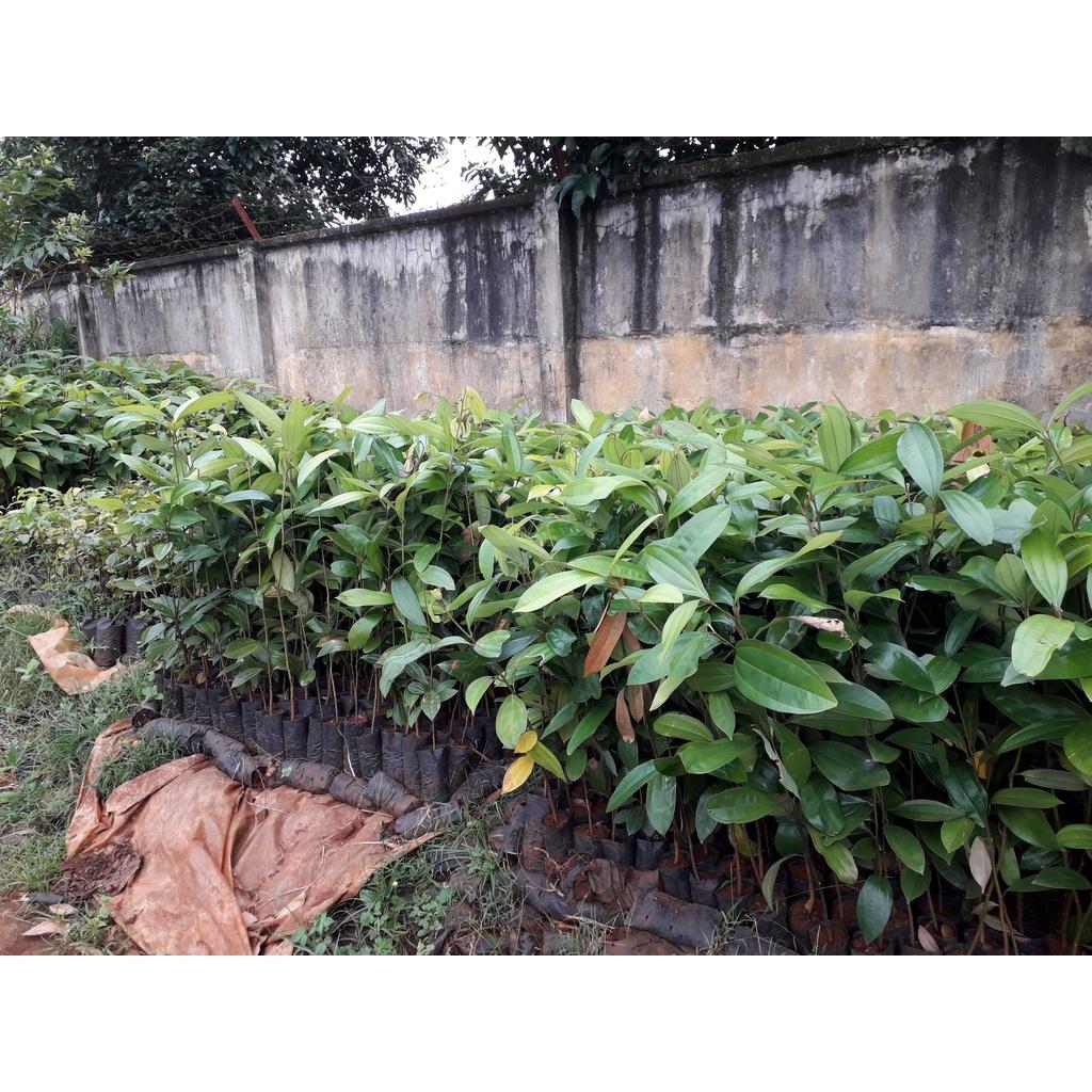 CÂY GIỐNG QUẾ