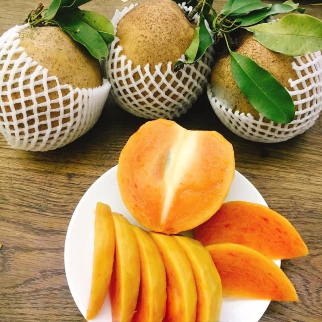 CÂY GIỐNG SAM PÔ CHÊ TRỒNG CHẬU ĐANG RA BÔNG CÓ QUẢ CAO 2M.