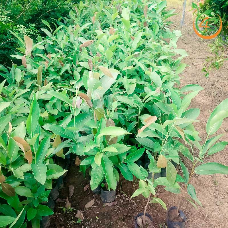 CÂY GIỐNG KƠ NIA