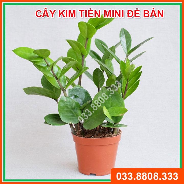 Cây nội thất kim tiền mini để bàn ( chậu nhựa nâu) - Cây tiền tài, tài lộc