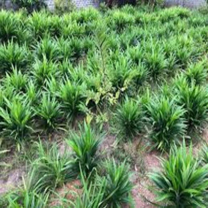 CÂY GIỐNG LÁ NẾP THƠM