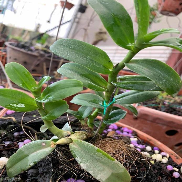 Sản Phẩm Hoa lan phi điệp nù tali