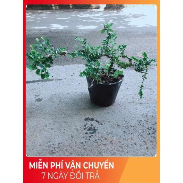 Linh Sam Núi Bonsai