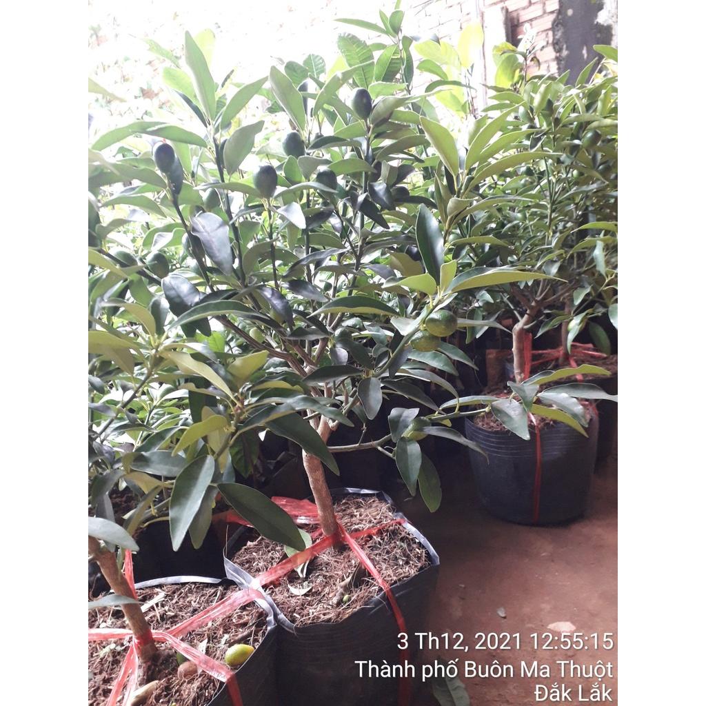 Cây giống Tấc Ngọt Phúc Kiến siêu quả. siêu sớm. .
