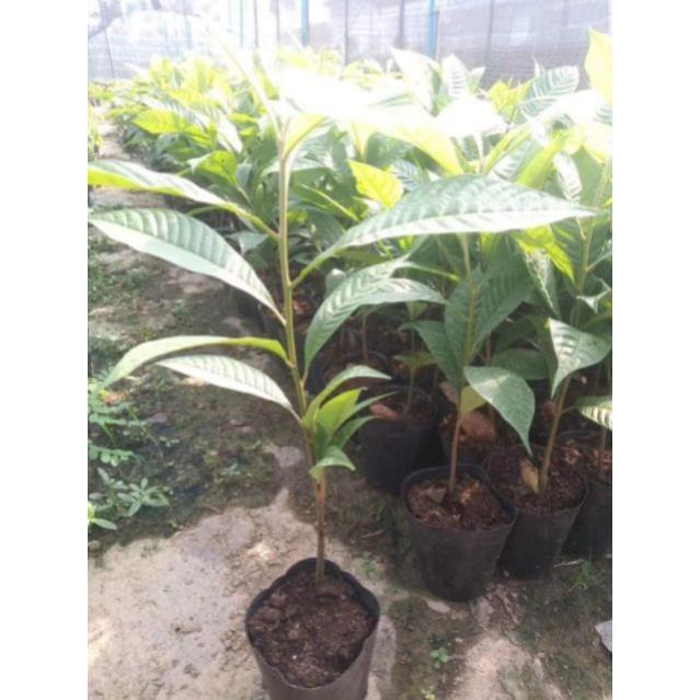 Sản phẩm HỒNG XIÊM RUỘT ĐỎ KHỔNG LỒ