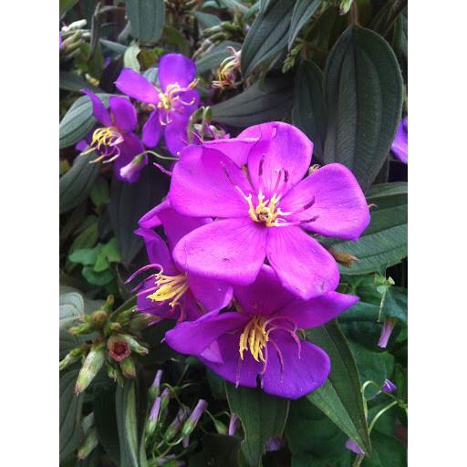 Cây giống hoa sim tím cảnh  cao 30-40cm