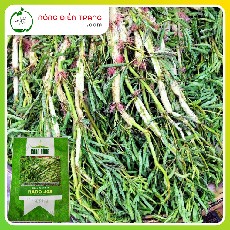 Hạt Giống Rau Nhút - Gói 1g - Rau Rút Dễ Trồng, Sinh Trưởng Khỏe, Năng Suất Cao VTNN Nông Điền Trang