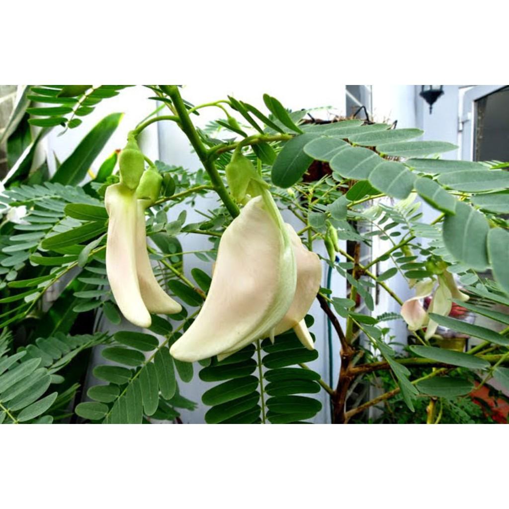 Hạt Giống So Đũa - 2gr