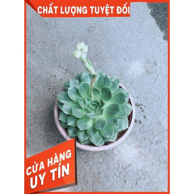 Sen Đá Hoa Hồng Đen