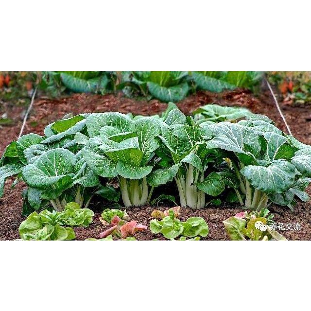 Hạt giống rau cải bẹ trắng - Gói 1kg