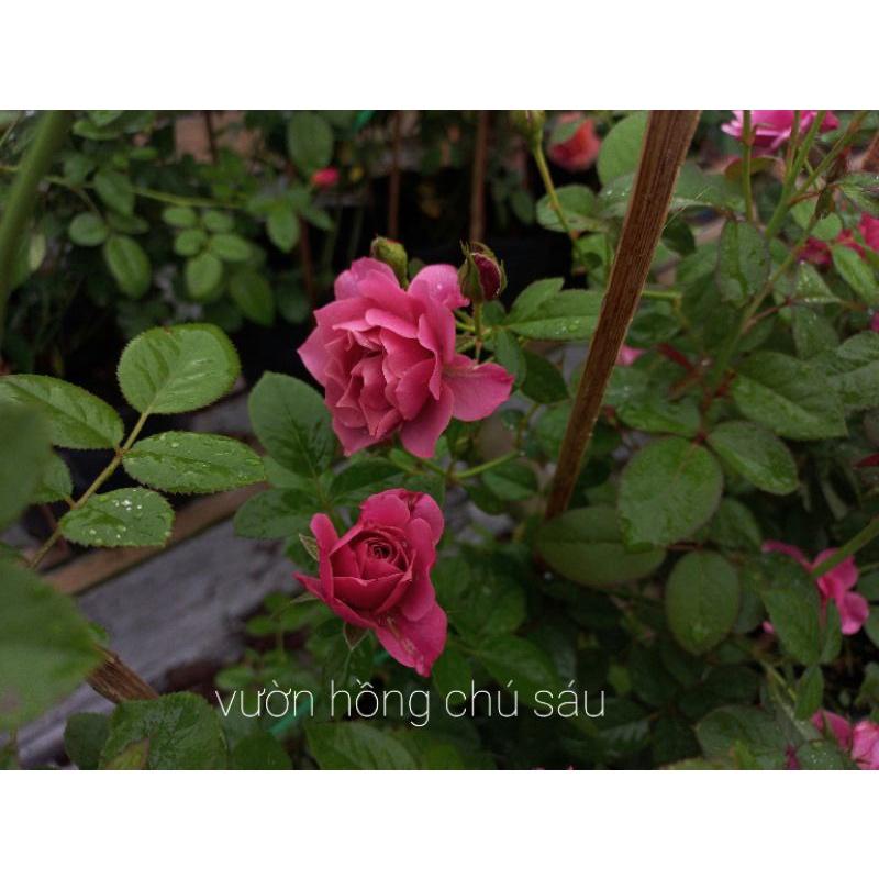 Hoa hồng hồng aoi, hồng ngoại, hồng bụi, thân lùn, nguyên bản