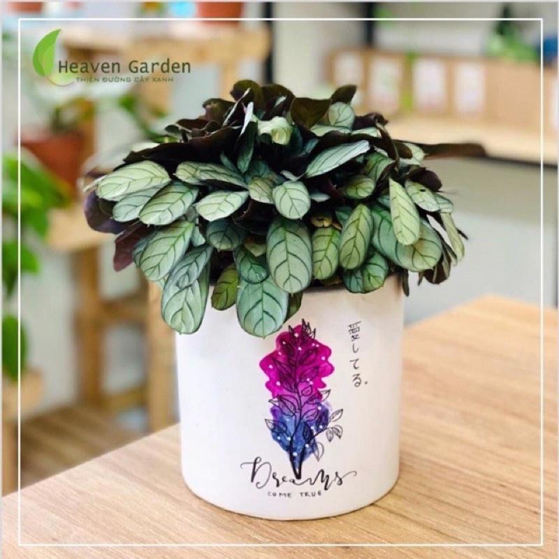 Chậu Đuôi công Burle maxxi men vẽ không kèm đĩa- chậu để bàn văn phòng