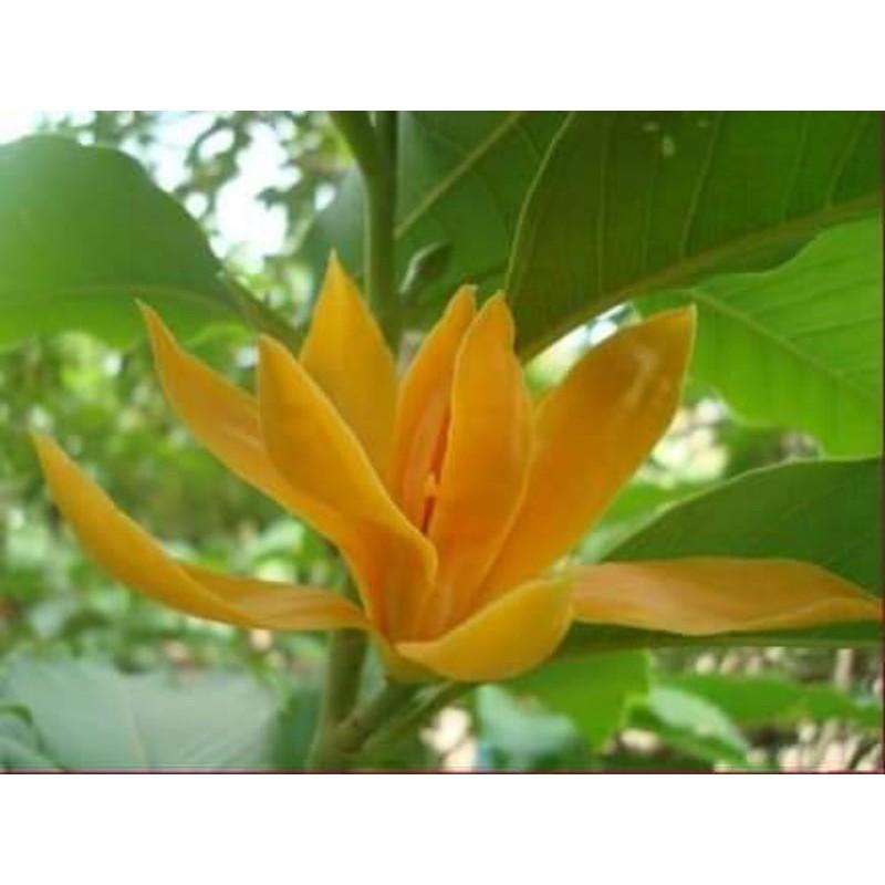 Ngọc Lan Hoa vàng,thơm-đẹp-lạ
