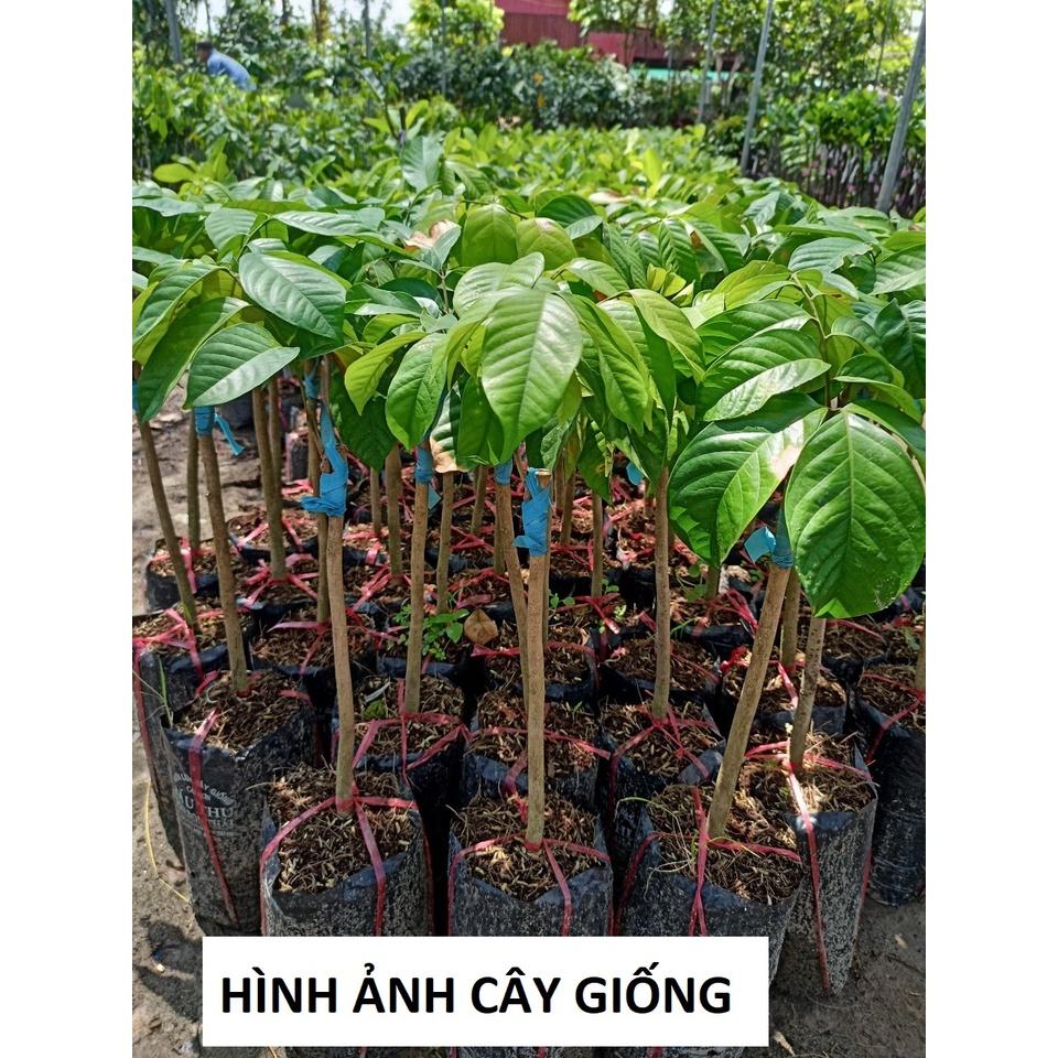 Cây giống Bòn Bon Vàng Thái Lan, cây giống khỏe năng suất cao, nhanh cho quả, có giá trị về kinh tế