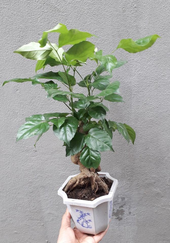 Cây Hạnh Phúc Bon Sai, Cây Hạnh Phúc Để Bàn