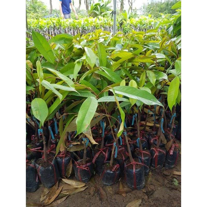 CÂY GIỐNG SẦU RIÊNG R6 CƠM VÀNG HẠT LÉP