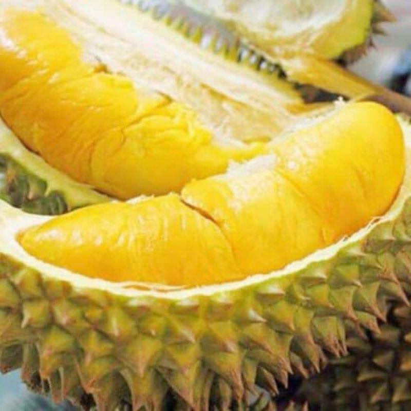 CÂY GIỐNG SẦU RIÊNG R6 CƠM VÀNG HẠT LÉP