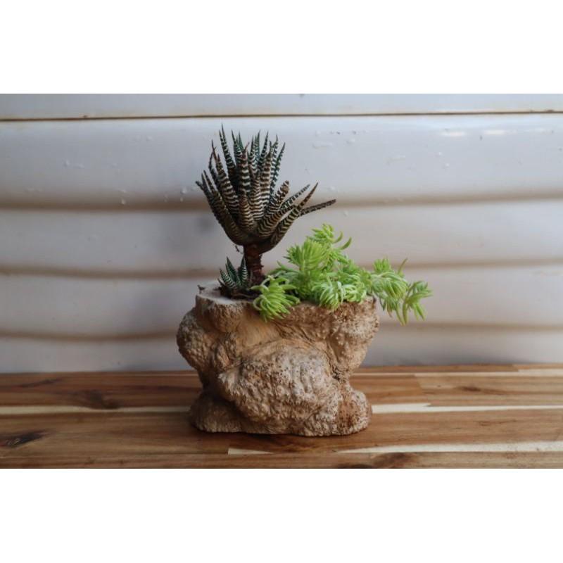 Chậu gỗ tự nhiên trồng sen đá