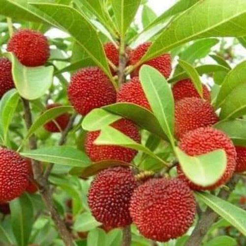 CÂY GIỐNG HOA THANH MAI