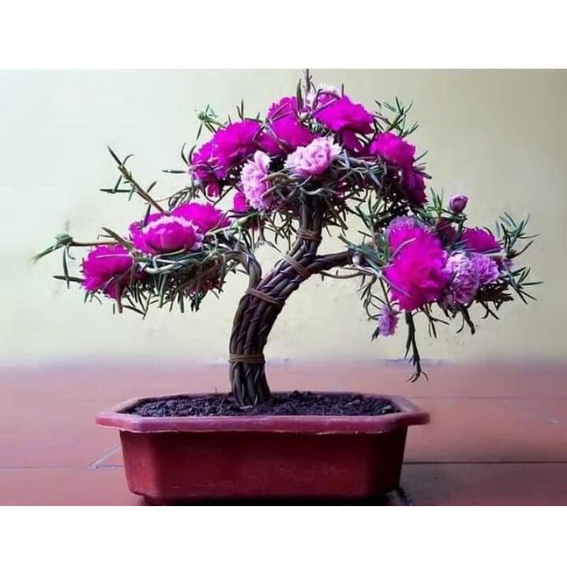 Combo 20 cành 10h cành dài làm bonsai