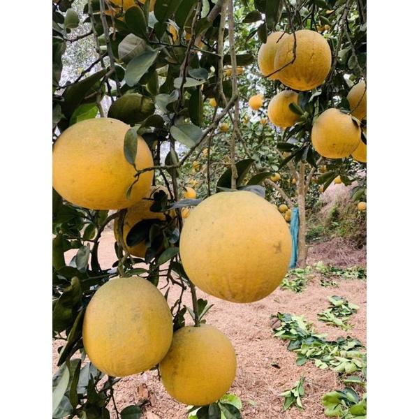Phân bón Kali trắng siêu ngọt, kalimax 1kg. Tăng ngọt quả, lớn quả, chắc quả