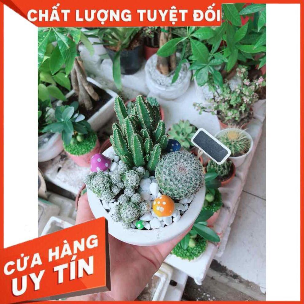 Chậu xương rồng mix Nhiều Người Mua