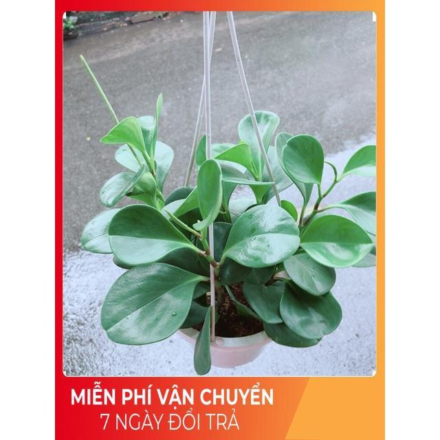 Chậu Trường Sinh