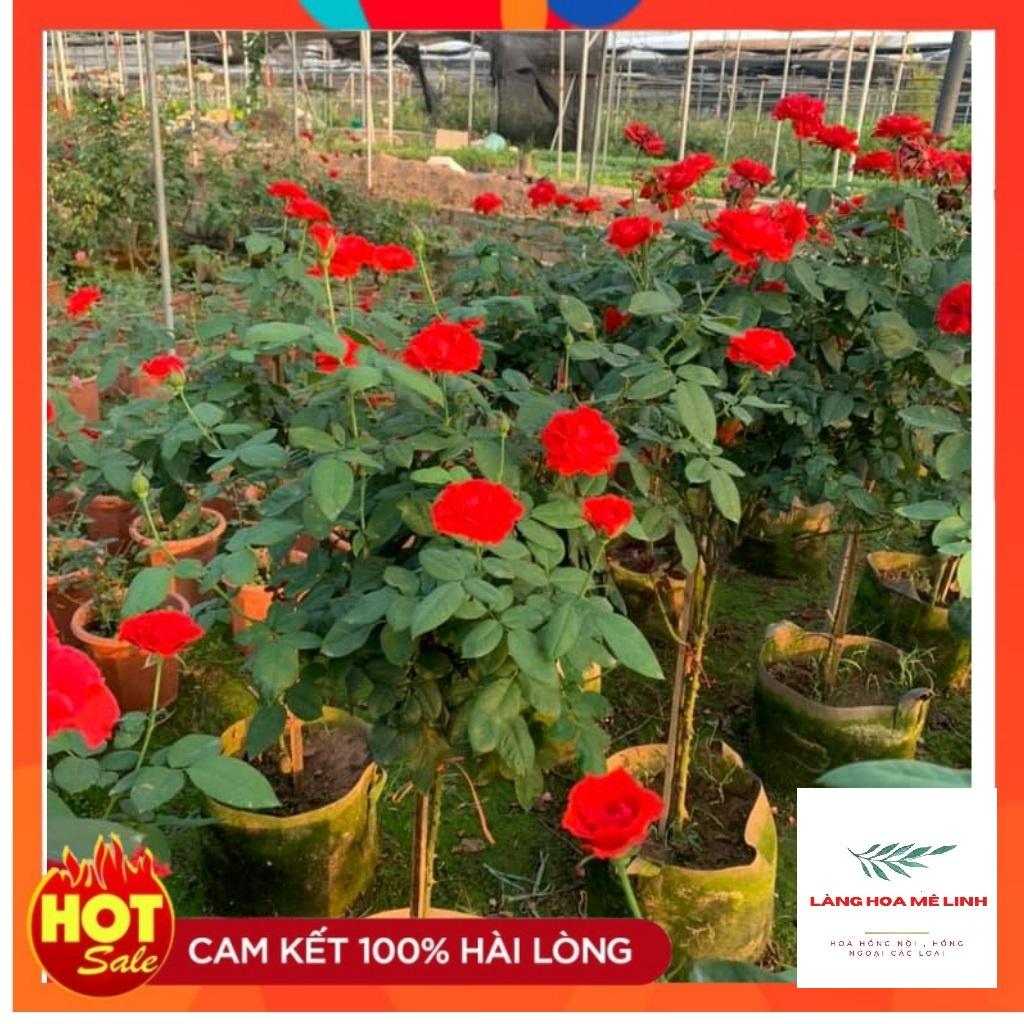 HOA HỒNG NGOẠI TỐ NỮ - CÂY DỄ TRỒNG , MÀU ĐỎ TƯƠI.-